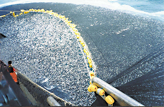 AQUACULTURE'S ROLE IN EUTROPHICATION CHALLENGES