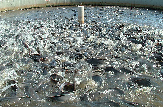 THE URGENCY OF SUSTAINABLE AQUACULTURE