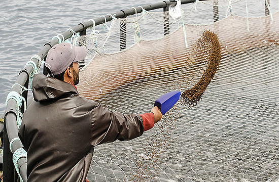 THE CHALLENGE OF TRANSITIONING TO SUSTAINABLE AQUACULTURE