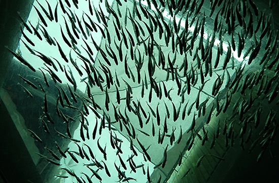 Acquakinetic's Sustainable Aquaculture Revolution