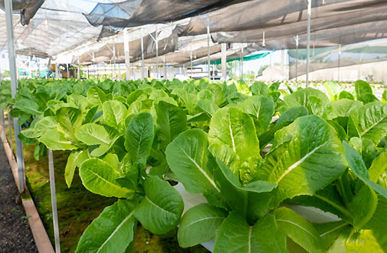 ORGAKINETIC´S SUSTAINABLE FARMING